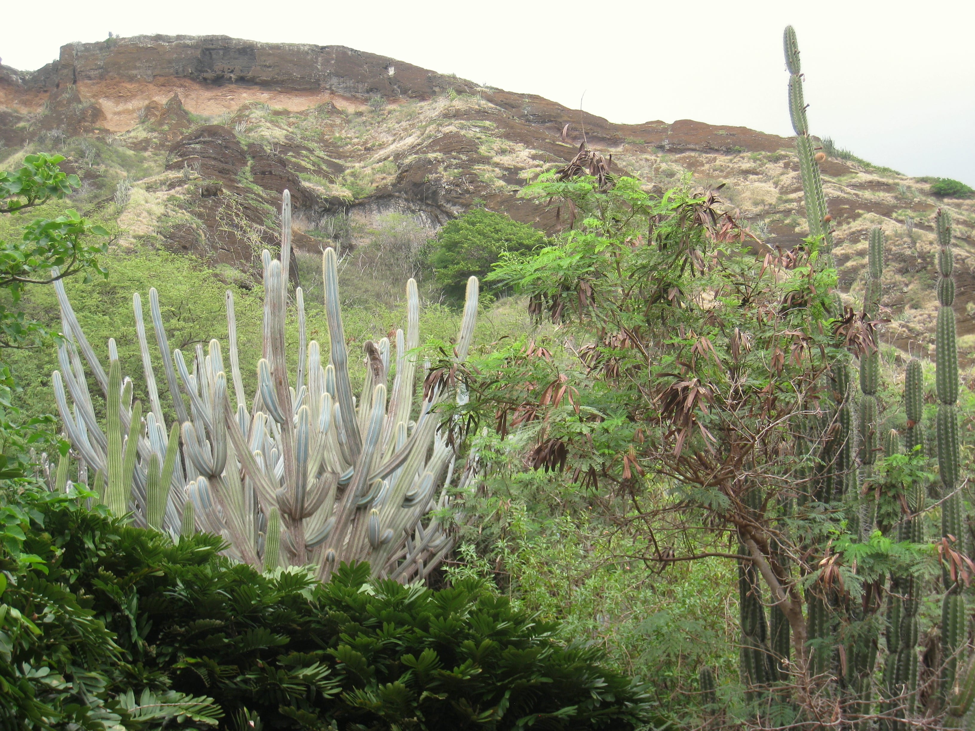Imagen de Koko Crater Botanical Garden