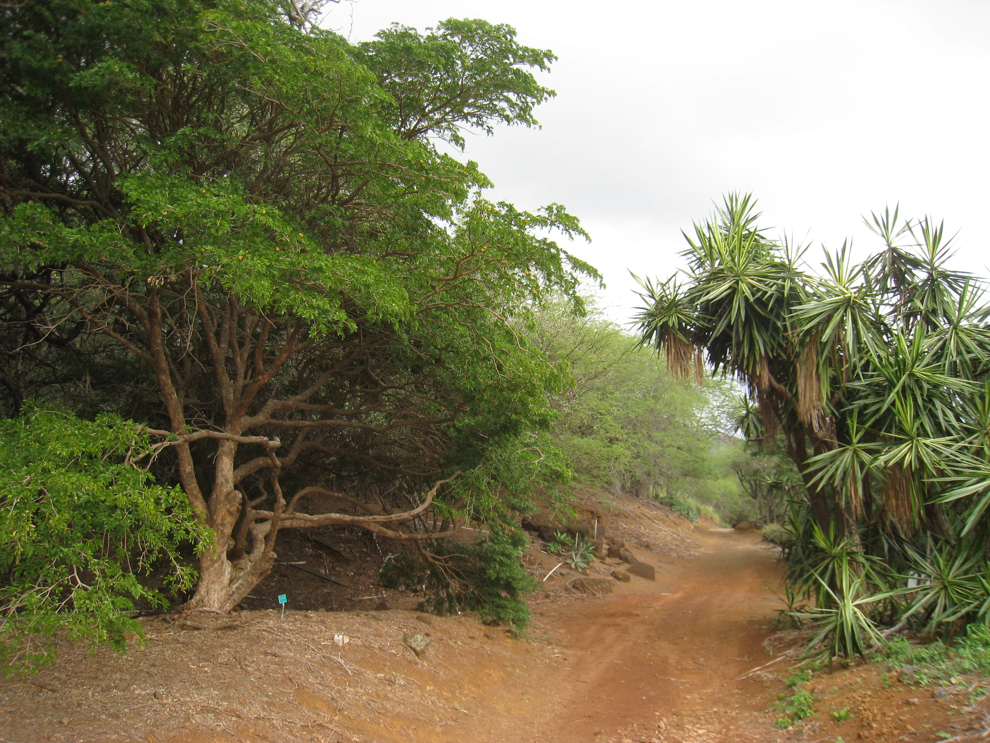 Imagen de Koko Crater Botanical Garden