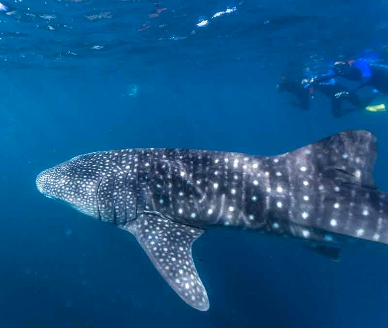 Nado con tiburones ballena en Ningaloo, Australia