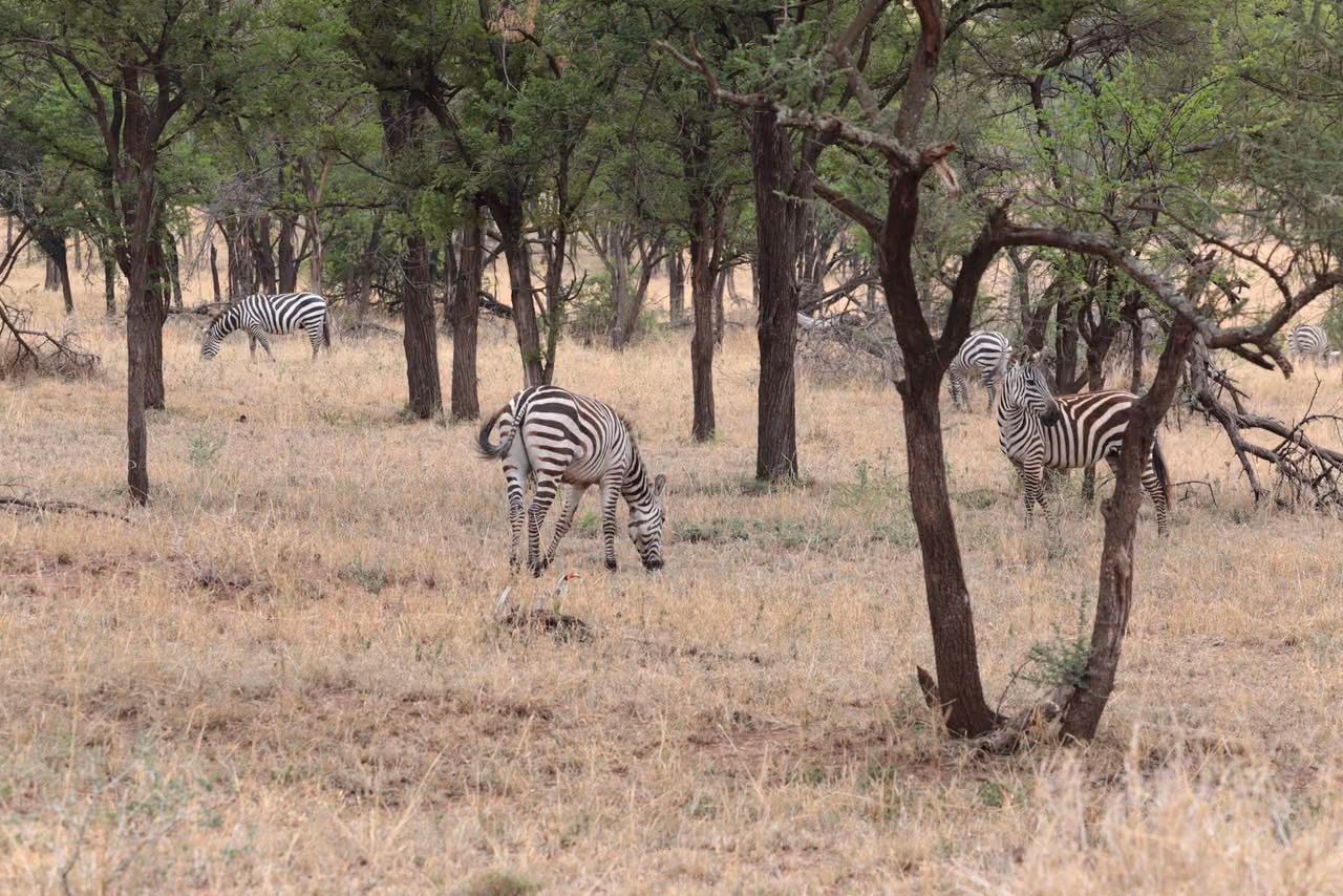 Safari en Serengeti, Tanzania