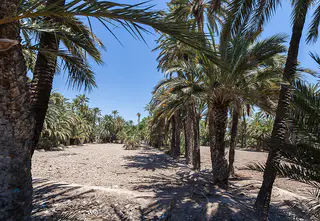 Palmeral de Elche, Elche