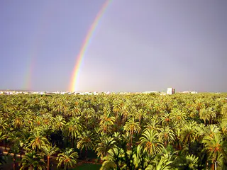 Palmeral de Elche, Elche