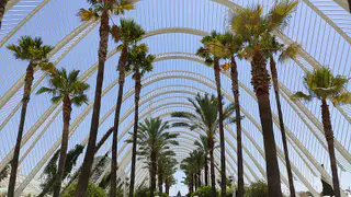 Palmeras del Umbracle en la Ciutat de les Arts i les Ciències