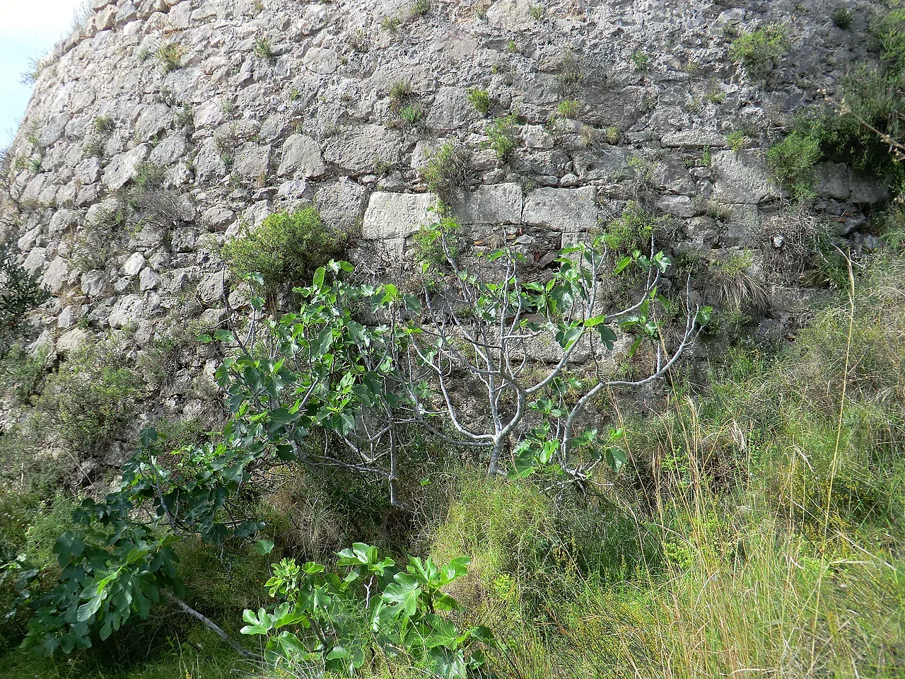 Castelo de Santa Ana — 3
